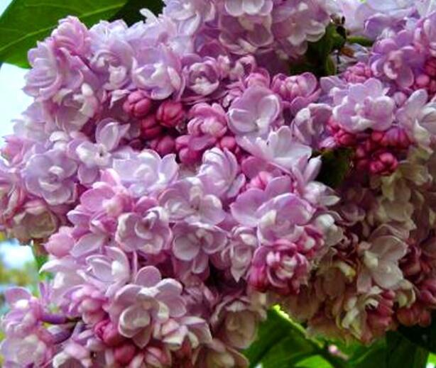 Šeřík obecný 'Kolchoznica' - Syringa vulgaris 'Kolchoznica'