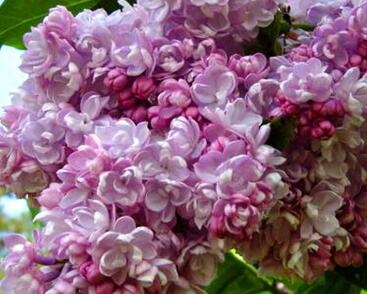 Šeřík obecný 'Kolchoznica'