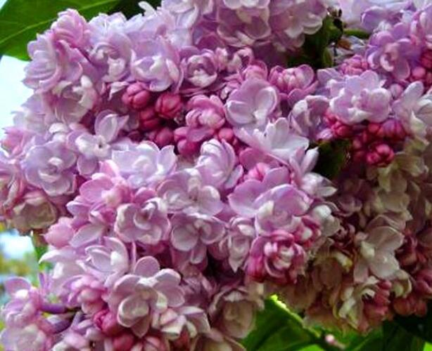 Šeřík obecný 'Kolcoznica' - Syringa vulgaris 'Kolcoznica'