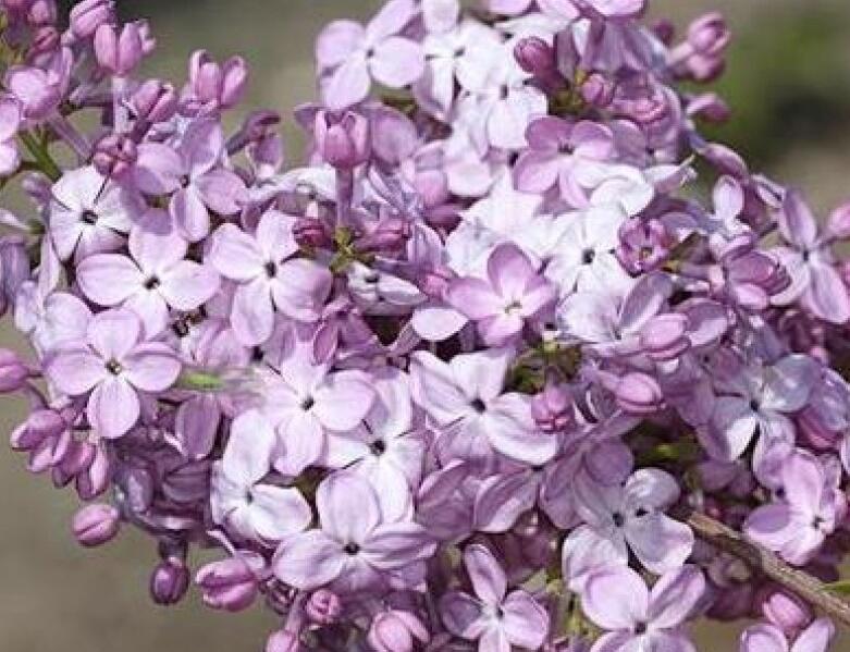 Šeřík obecný 'Hortensja' - Syringa vulgaris 'Hortensja'