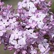 Šeřík obecný 'Hortensja' - Syringa vulgaris 'Hortensja'