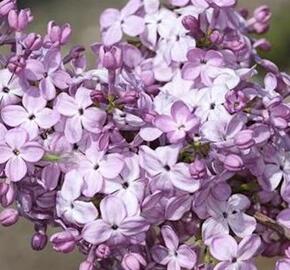 Šeřík obecný 'Hortensja' - Syringa vulgaris 'Hortensja'