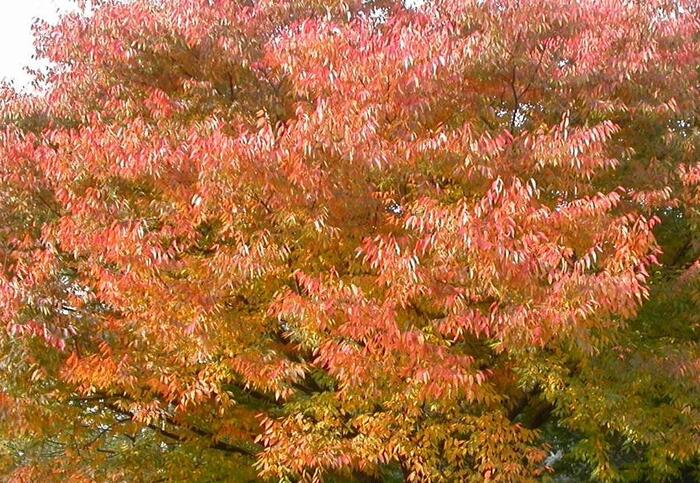 Zelkova pilovitá 'Green Vase' - Zelkova serrata 'Green Vase'