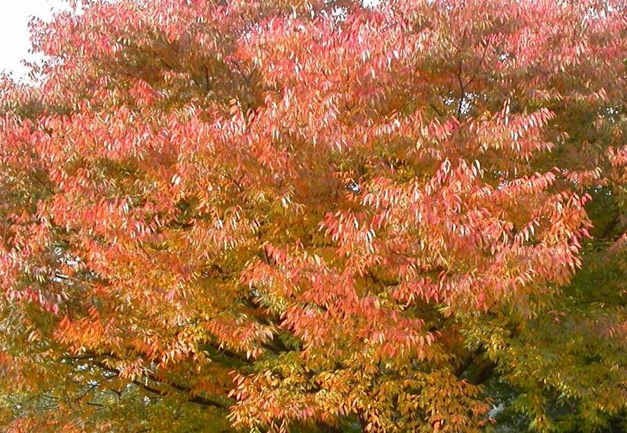Zelkova pilovitá 'Green Vase' - Zelkova serrata 'Green Vase'