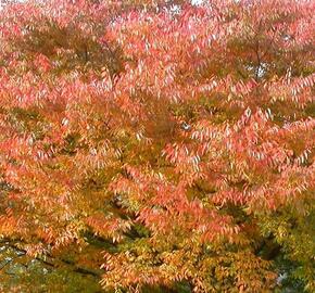 Zelkova pilovitá 'Green Vase'