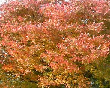 Zelkova pilovitá 'Green Vase'