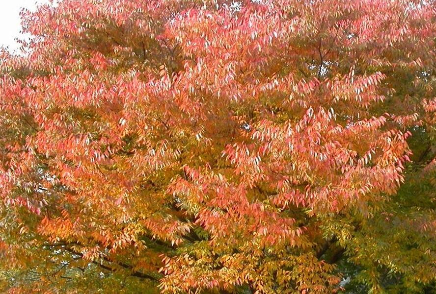 Zelkova pilovitá 'Green Vase' - Zelkova serrata 'Green Vase'