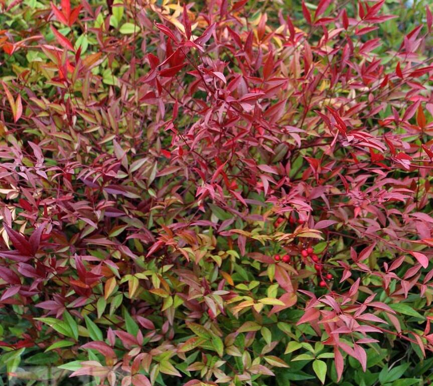 Nandina domácí - Nandina domestica