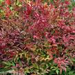 Nandina domácí - Nandina domestica