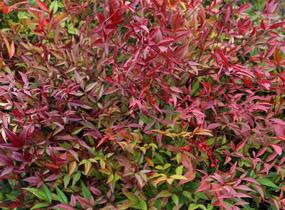 Nandina domácí - Nandina domestica