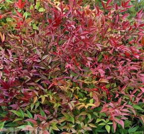 Nandina domácí - Nandina domestica