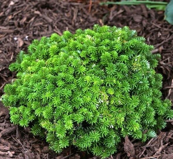 Jedle korejská 'Cis' - Abies koreana 'Cis'