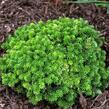 Jedle korejská 'Cis' - Abies koreana 'Cis'