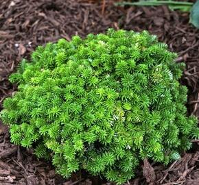 Jedle korejská 'Cis' - Abies koreana 'Cis'