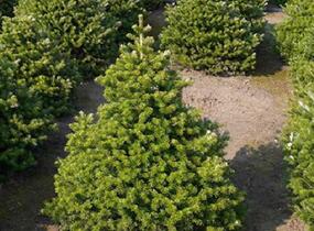 Jedle korejská 'Molli' - Abies koreana 'Molli'