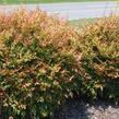 Nandina domácí 'Gulf Stream' - Nandina domestica 'Gulf Stream'