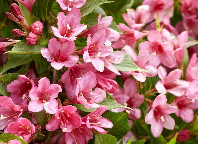 Vajgélie zkřížená 'Picobella Rosa' - Weigela hybrida 'Picobella Rosa'