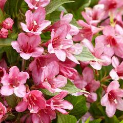 Vajgélie zkřížená 'Picobella Rosa' - Weigela hybrida 'Picobella Rosa'