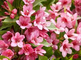 Vajgélie zkřížená 'Picobella Rosa' - Weigela hybrida 'Picobella Rosa'