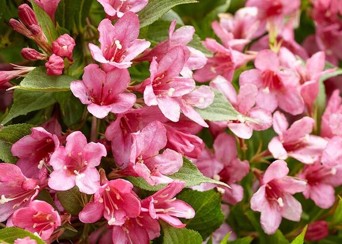 Vajgélie zkřížená 'Picobella Rosa' - Weigela hybrida 'Picobella Rosa'