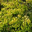 Pámelník Chenaultův 'Brain de Soleil' - Symphoricarpos chenaultii 'Brain de Soleil'