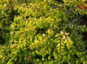 Pámelník Chenaultův 'Brain de Soleil' - Symphoricarpos chenaultii 'Brain de Soleil'
