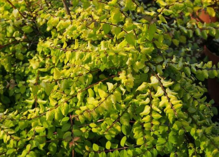 Pámelník Chenaultův 'Brain de Soleil' - Symphoricarpos chenaultii 'Brain de Soleil'