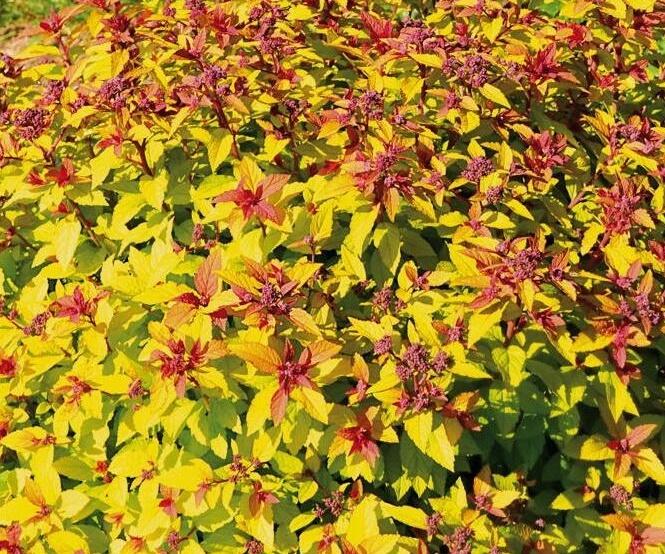 Tavolník japonský 'Merlo® Gold' - Spiraea japonica 'Merlo® Gold'