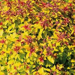 Tavolník japonský 'Merlo® Gold' - Spiraea japonica 'Merlo® Gold'