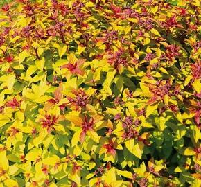 Tavolník japonský 'Merlo® Gold' - Spiraea japonica 'Merlo® Gold'