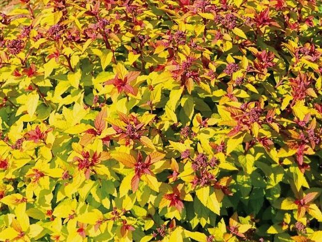 Tavolník japonský 'Merlo® Gold' - Spiraea japonica 'Merlo® Gold'