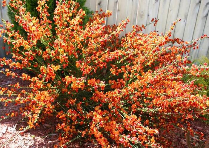 Janovec metlatý 'La Coquette' - Cytisus scoparius 'La Coquette'