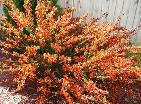 Janovec metlatý 'La Coquette' - Cytisus scoparius 'La Coquette'