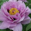 Pivoňka dřevitá 'Ling Hua Zhan Lu' - Paeonia suffruticosa 'Ling Hua Zhan Lu'