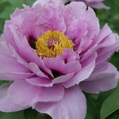 Pivoňka dřevitá 'Ling Hua Zhan Lu' - Paeonia suffruticosa 'Ling Hua Zhan Lu'