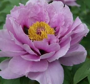 Pivoňka dřevitá 'Ling Hua Zhan Lu' - Paeonia suffruticosa 'Ling Hua Zhan Lu'