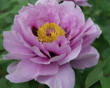 Pivoňka dřevitá 'Ling Hua Zhan Lu'