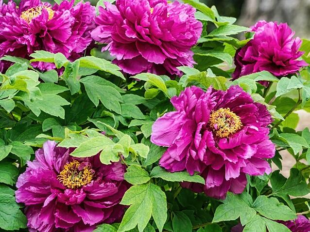 Pivoňka dřevitá 'Luo Yang Hong' - Paeonia suffruticosa 'Luo Yang Hong'