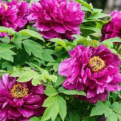 Pivoňka dřevitá 'Luo Yang Hong' - Paeonia suffruticosa 'Luo Yang Hong'