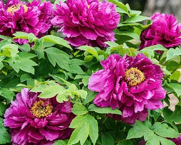 Pivoňka dřevitá 'Luo Yang Hong'