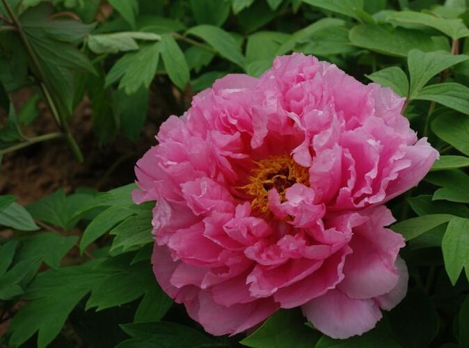 Pivoňka dřevitá 'Rou Fu Rong' - Paeonia suffruticosa 'Rou Fu Rong'