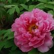 Pivoňka dřevitá 'Rou Fu Rong' - Paeonia suffruticosa 'Rou Fu Rong'