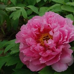 Pivoňka dřevitá 'Rou Fu Rong' - Paeonia suffruticosa 'Rou Fu Rong'