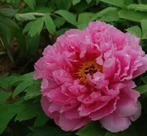 Pivoňka dřevitá 'Rou Fu Rong' - Paeonia suffruticosa 'Rou Fu Rong'