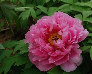 Pivoňka dřevitá 'Rou Fu Rong'