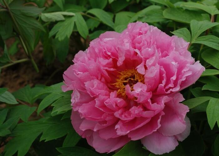 Pivoňka dřevitá 'Rou Fu Rong' - Paeonia suffruticosa 'Rou Fu Rong'