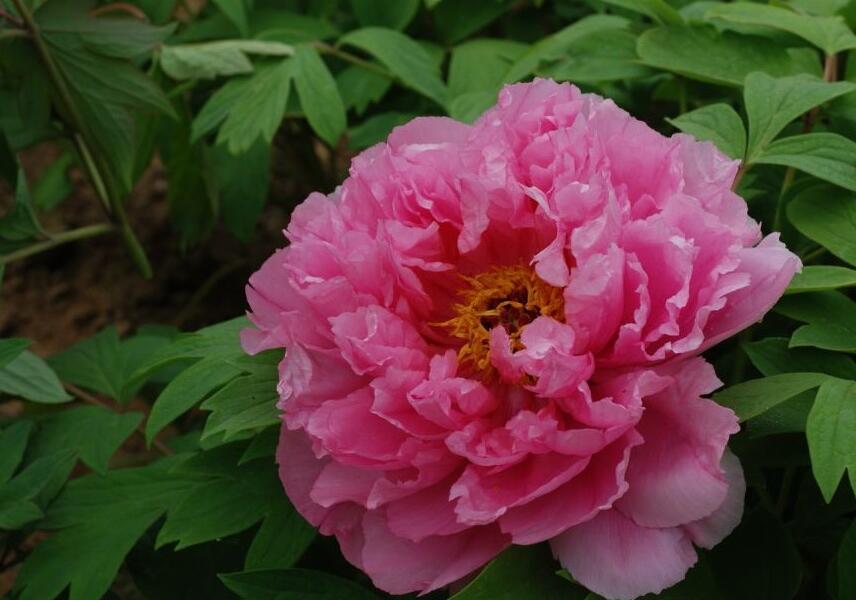 Pivoňka dřevitá 'Rou Fu Rong' - Paeonia suffruticosa 'Rou Fu Rong'