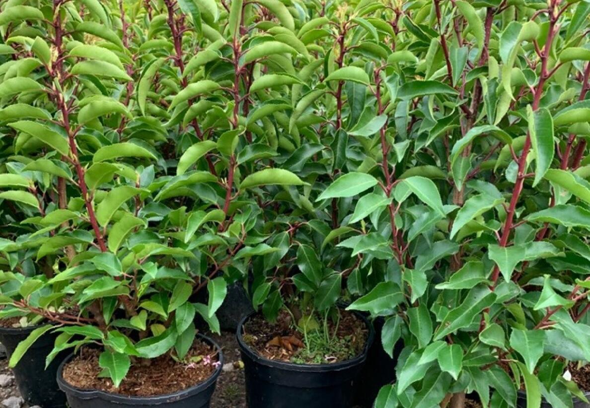 Tavolník japonský 'Tracy' - Spiraea japonica 'Tracy'