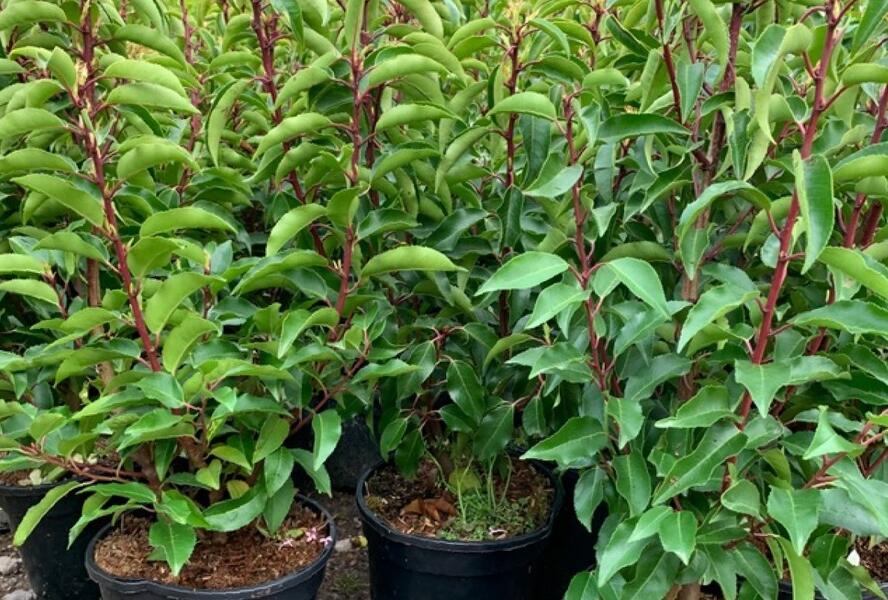 Tavolník japonský 'Tracy' - Spiraea japonica 'Tracy'