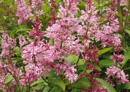 Šeřík Prestonové 'James MacFarlane' - Syringa prestoniae 'James MacFarlane'